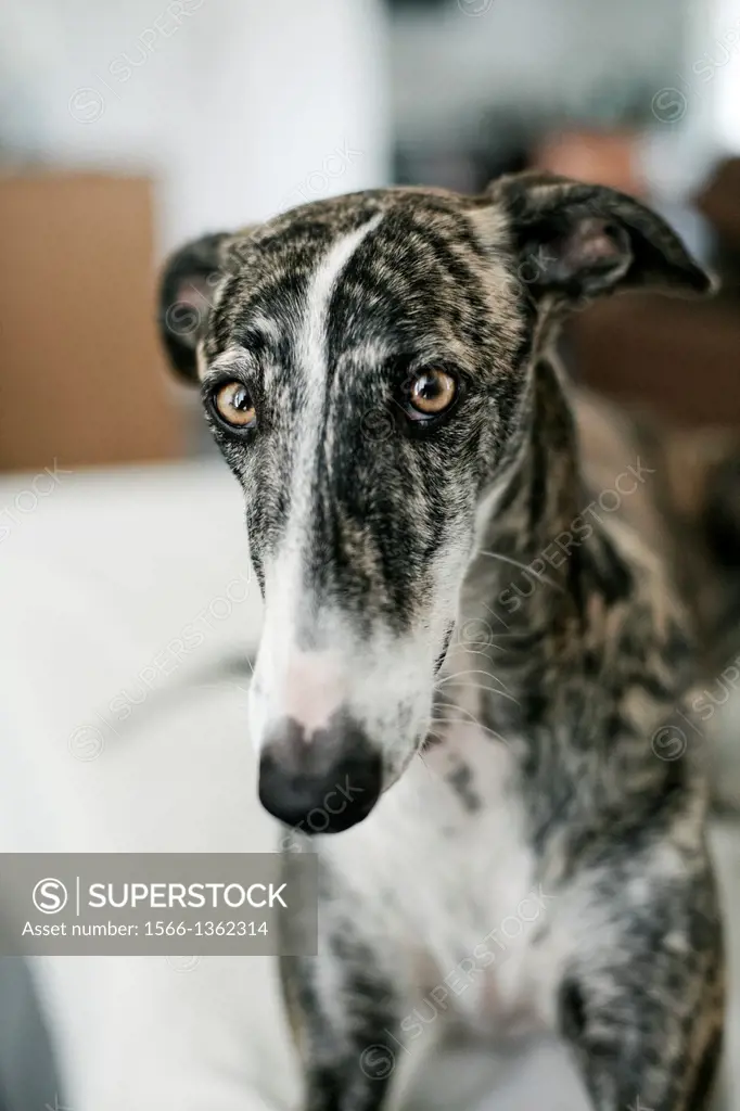 Rescued spanish greyhound happy in his new forever home. Every year, at the end of the hunting season, 50,000 spanish greyhounds are abused in Spain.
