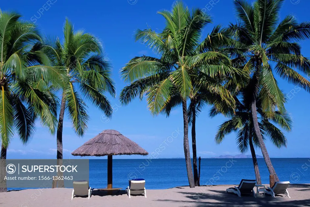 FIJI, VITI LEVU ISLAND, SHERATON DENARAU VILLAS HOTEL, BEACH, COCONUT PALM TREES WITH STRAW UMBRELLA.