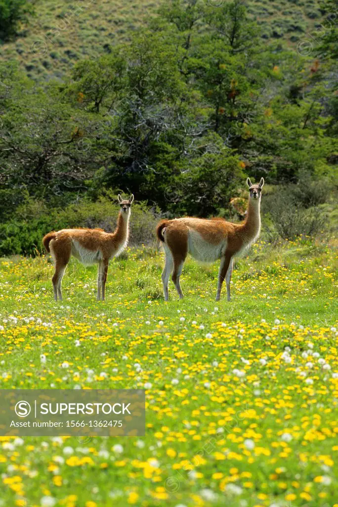 CHILE, TORRES DEL PAINE NAT'L PARK, GUANACOS, MOTHER WITH YEARLING IN MEADOW OF DANDELIONS.