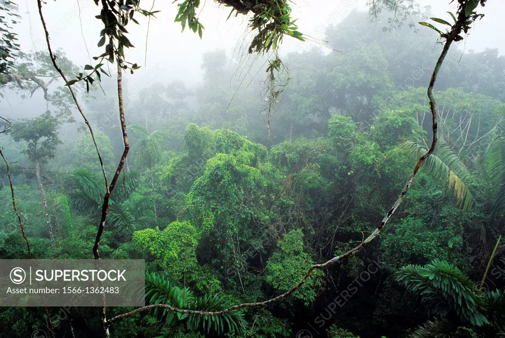 ECUADOR, AMAZON BASIN, NEAR COCA, RAIN FOREST, UPPER CANOPY, MIST RISING AFTER RAIN.