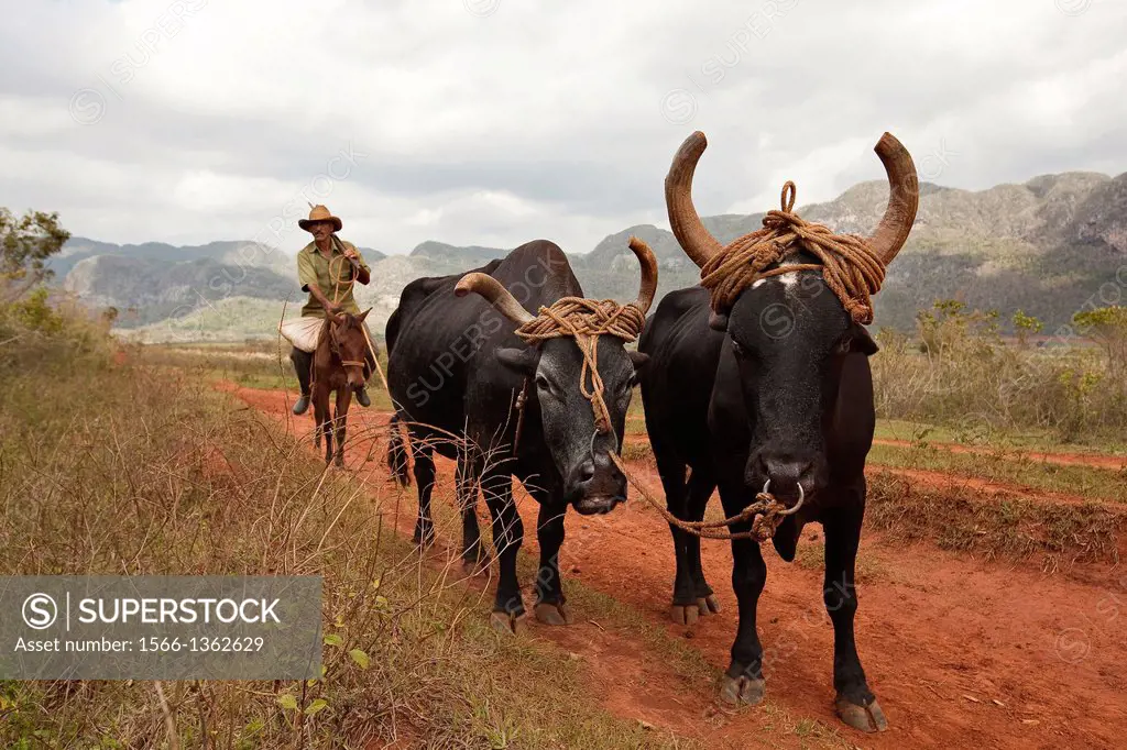 Farmer with oxes in the Vinales Valley, Vinales, Pinar del Rio, Cuba.