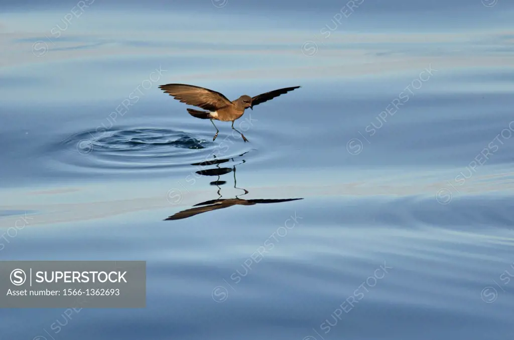 Elliot´s Storm Petrel (Oceanites gracilis galapagoensis) is a species of seabird in the storm-petrel family Hydrobatidae. Galapagos Islands, Ecuador, ...
