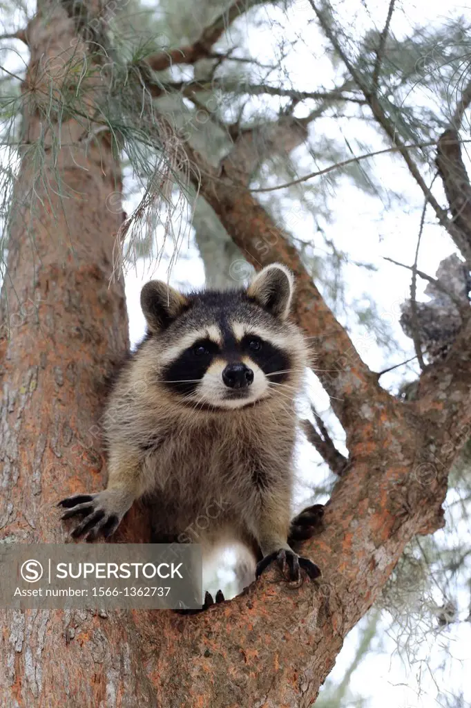 a curious cute raccoon in a tree looking down