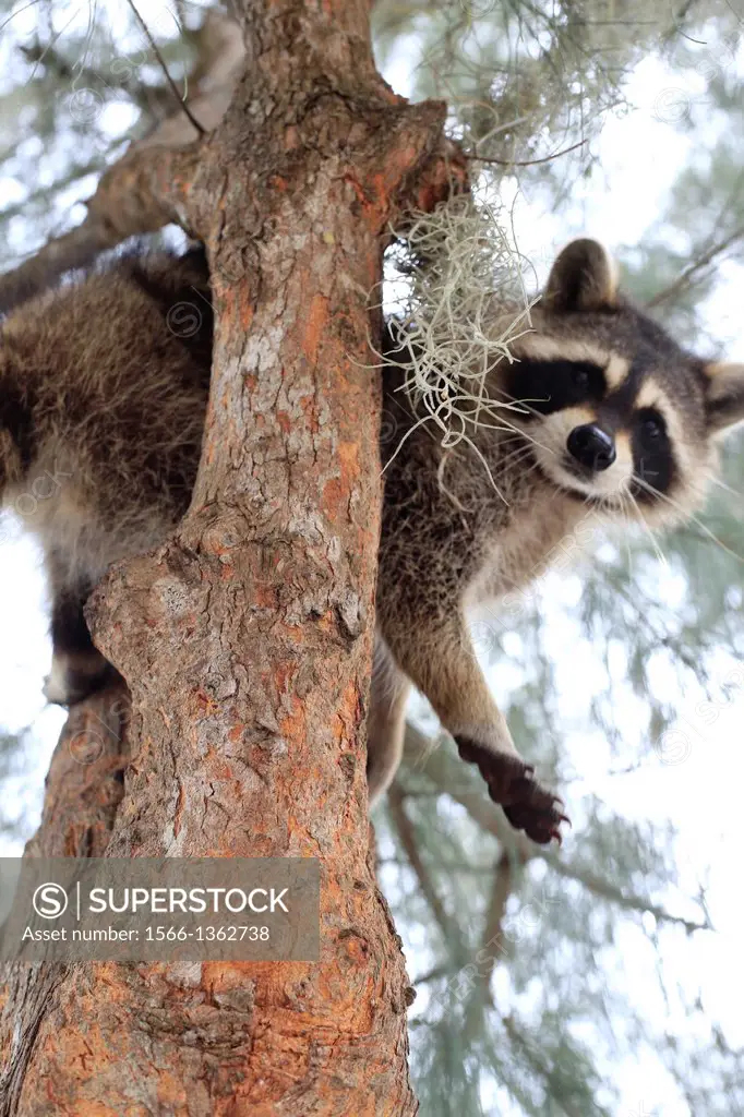 a raccoon in a tree in Florida, USA looking down