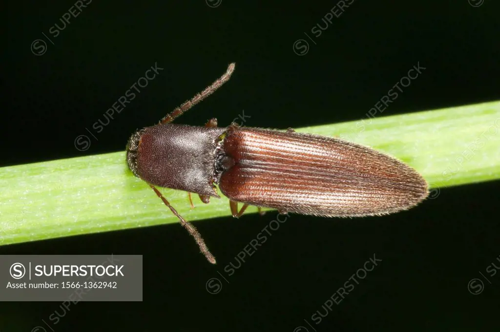 Click Beetle (Agriotes oblongicollis), West Harrison, Westchester County, New York.