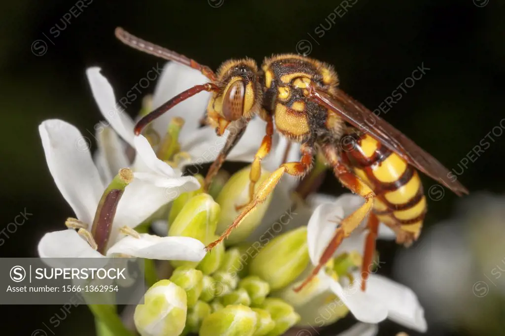 Cuckoo Bee (Nomada luteoloides), West Harrison, Westchester County, New York.