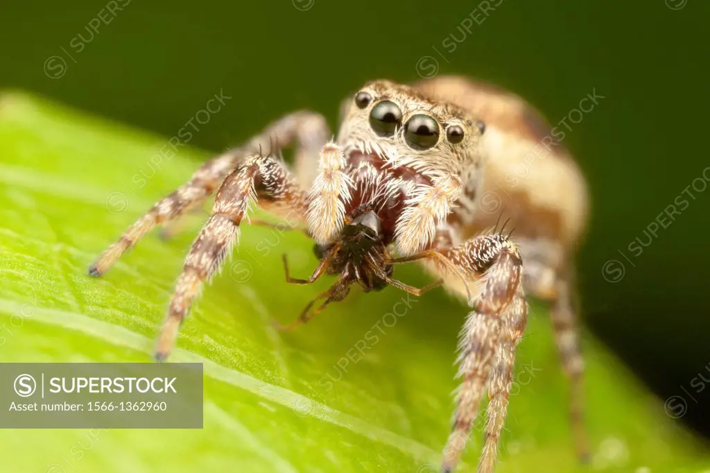 Jumping Spider (Pelegrina proterva) - Female with prey, West Harrison, Westchester County, New York.
