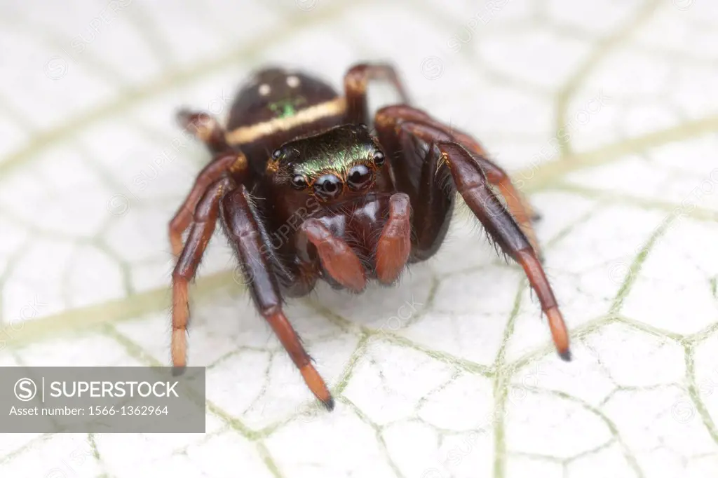 Jumping Spider (Paraphidippus aurantius) - Immature Female, West Harrison, Westchester County, New York.