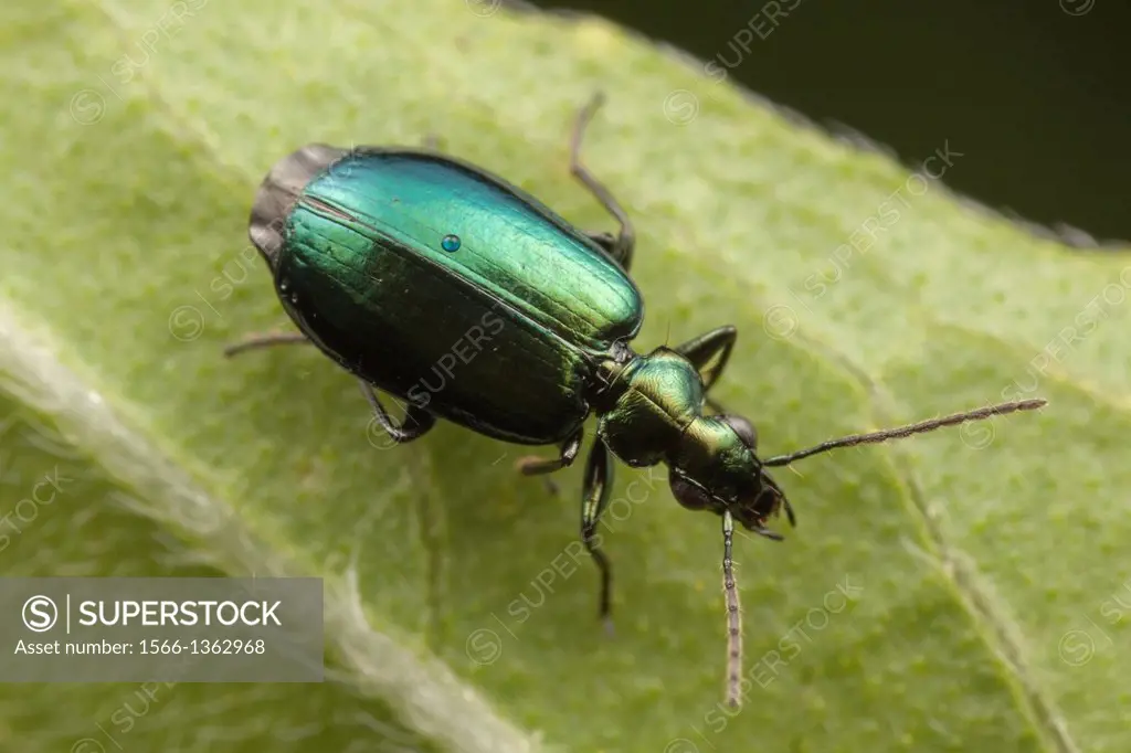 Colorful Foliage Ground Beetle (Lebia viridis), Bald Eagle State Park, Howard, Centre County, Pennsylvania.