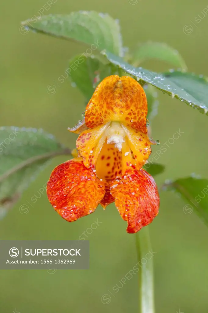 An Orange Jewelweed (Impatiens capensis) wildflower a.k.a. Spotted Touch-me-not covered with early morning dew drops, Bald Eagle State Park, Howard, C...