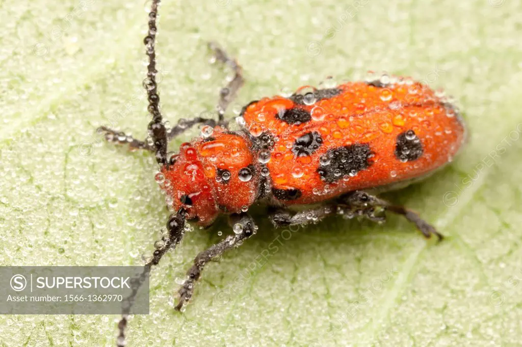 Red Milkweed Beetle (Tetraopes tetrophthalmus) covered with early morning dew, Ward Pound Ridge Reservation, Cross River, Westchester County, New York...