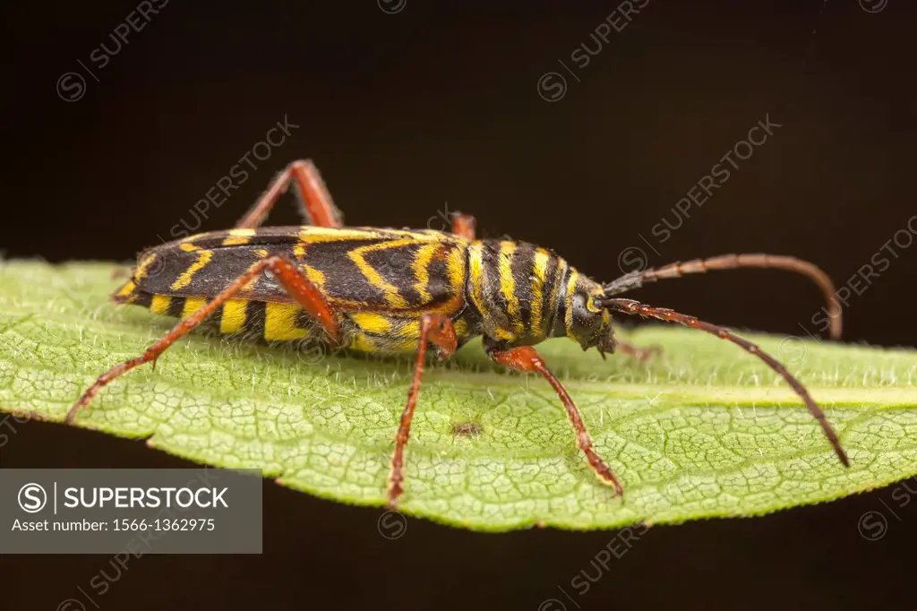 Locust Borer Beetle (Megacyllene robiniae), Ward Pound Ridge Reservation, Cross River, Westchester County, New York.
