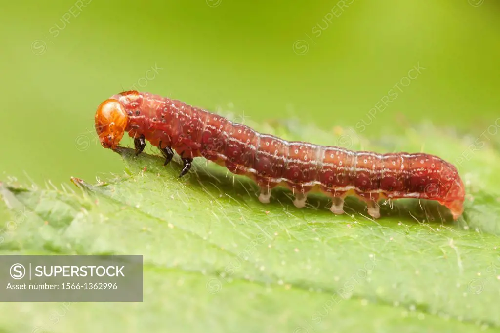 Three-spotted Sallow Moth (Eupsilia tristigmata) caterpillar (larva), early instar, West Harrison, Westchester County, New York. Approximately 10mm; f...
