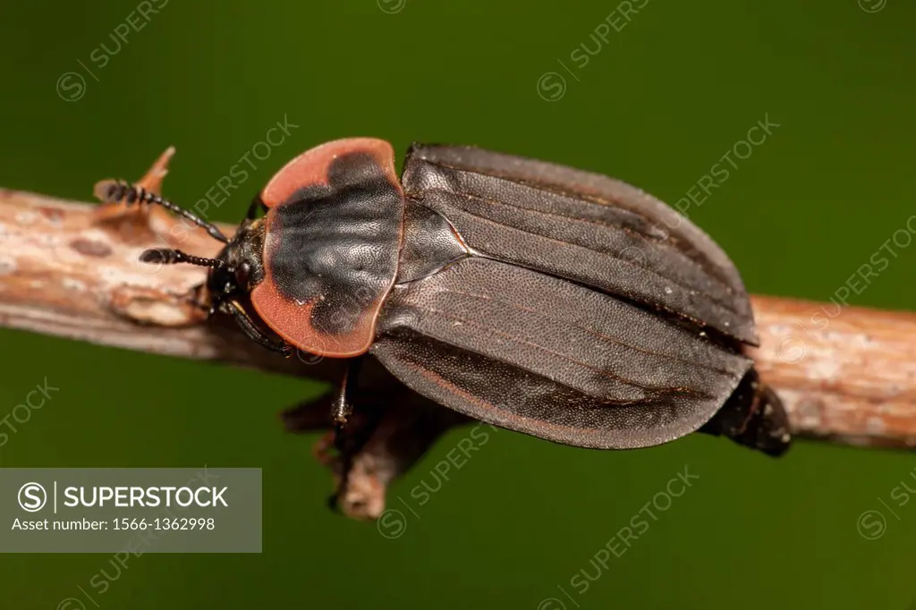 Margined Carrion Beetle (Oiceoptoma noveboracense), West Harrison, Westchester County, New York.