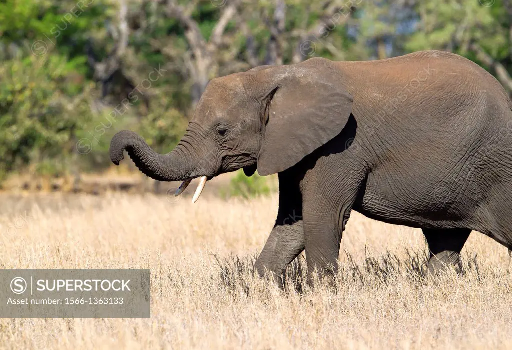 African Elephant (Loxodonta africana) - Young, Kruger National Park, South Africa.