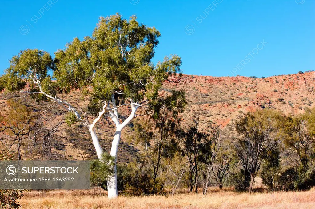 Eucalyptus, gum tree, Alice Springs Desert Park, Australia.