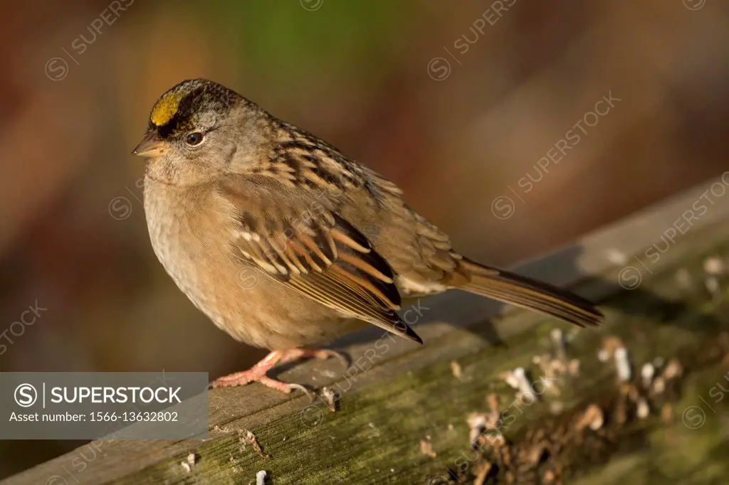 Golden-crowned sparrow, George C Reifel Migratory Bird Sanctuary, British Columbia, Canada.
