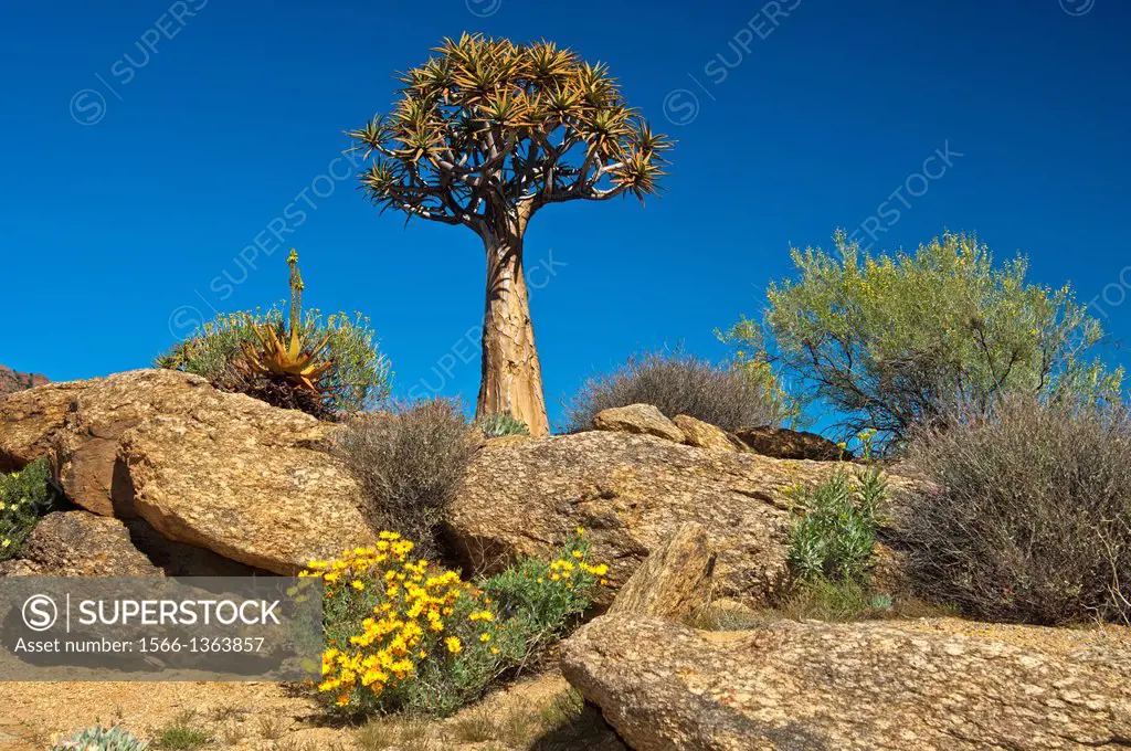 Giant Quiver tree, Kokerboom, Aloe dichotoma, Goegap nature reserve, Namaqualand, South Africa.