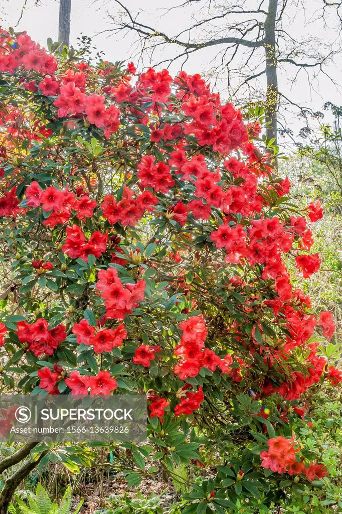 Rhododendron 'Santa Maria'.