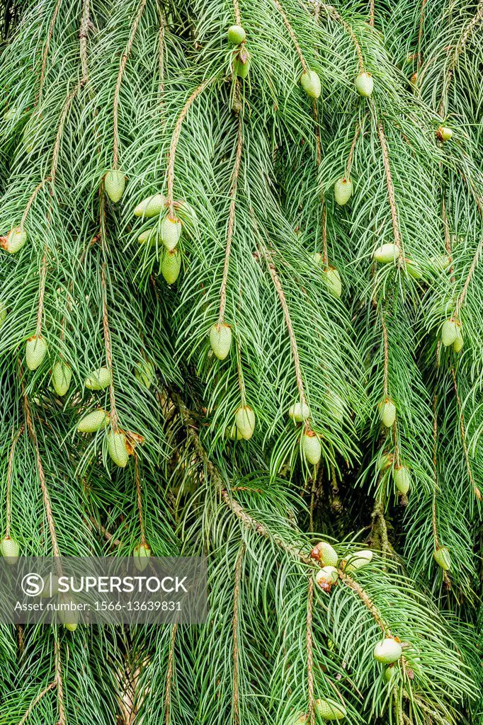 Himalayan Spruce / Picea smithiana.