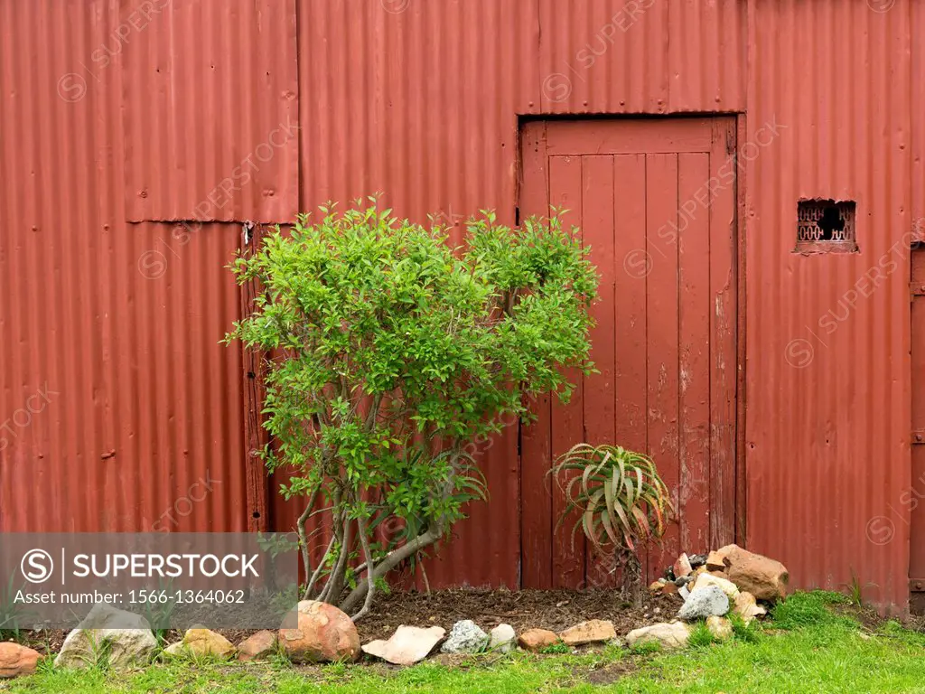 A green shrub and an aloe grow in front of the painted corrugated iron walls of an old shed. South Africa.  