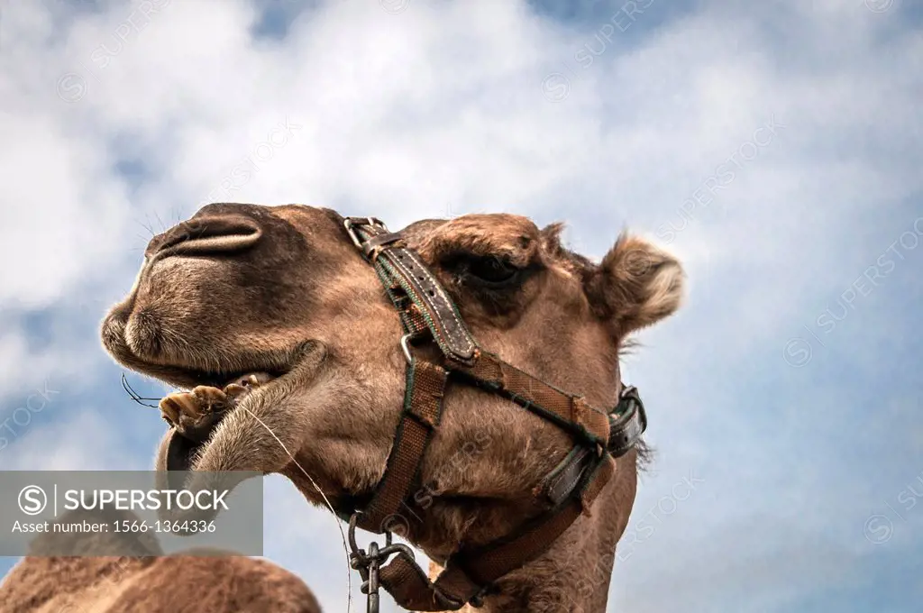 Portrait of a camel on a background of blue sky with clouds.