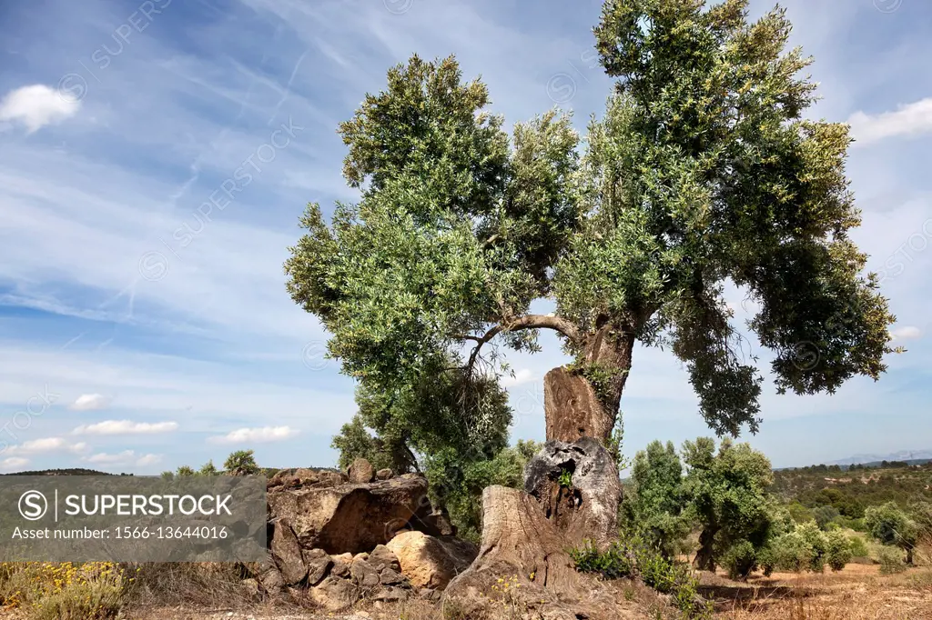 Olive tree close to Beceite, Teruel province, Aragon, Spain