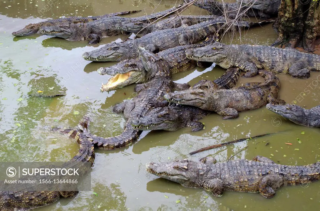 SIem Rep, crocodiles farm, Cambodia, South East Asia