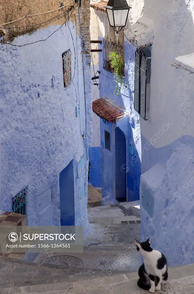 A cat in blue-walled Chefchaouen's medina, Morocco.