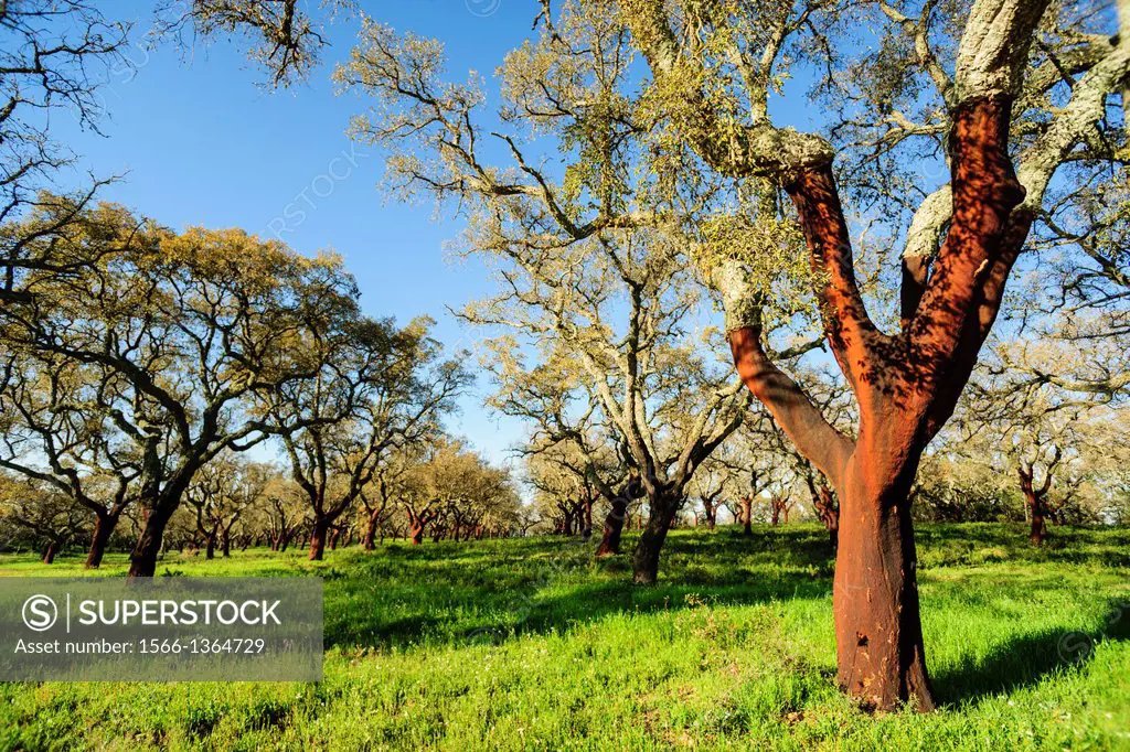 cork uncorked, Quercus suber, Os Almendres, Evora district, Alentejo, Portugal, Europe.
