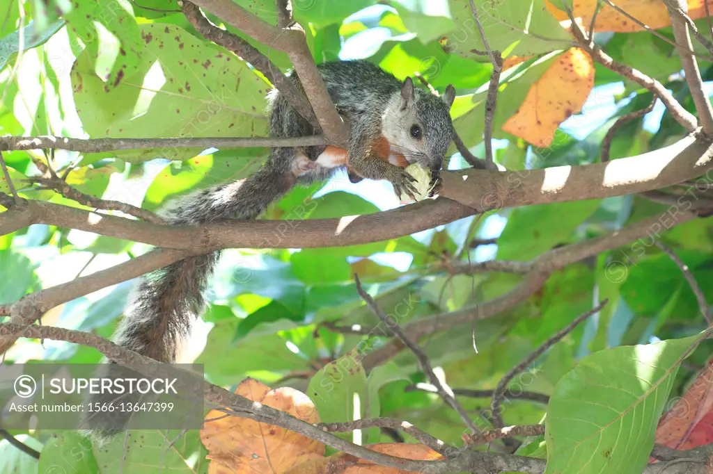 Variegated squirrel (Sciurus variegatoides), Parque Nacional Manuel Antonio. Costa Rica.