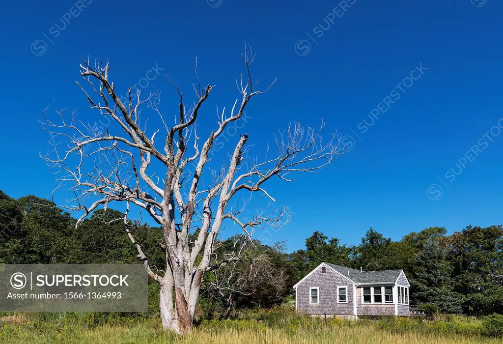 Secluded cottage with huge dead tree, Cape Cod, Massachusetts, USA.
