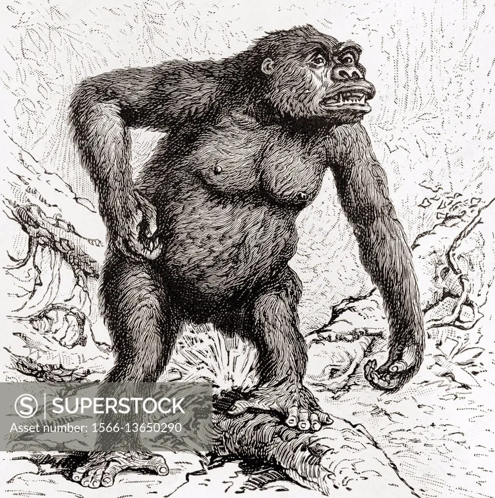 Gorilla. From Meyers Lexicon, published 1924.