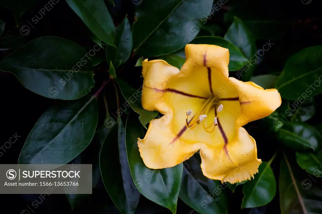 Cup of Gold flower, Kula Botanical Garden, Upcountry, Maui, Hawaii