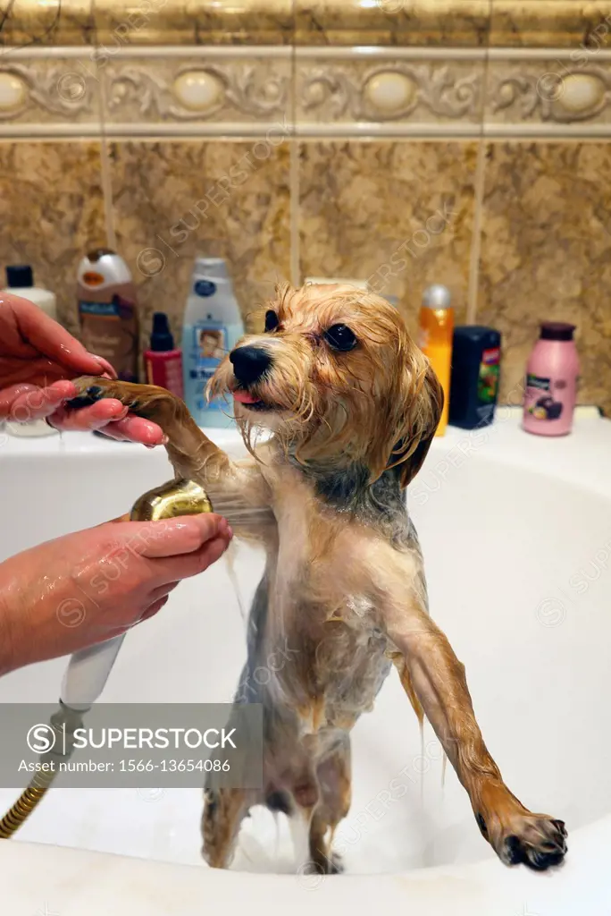 Yorkshire terrier taking bath in bathtube, body care products, Poland, Europe