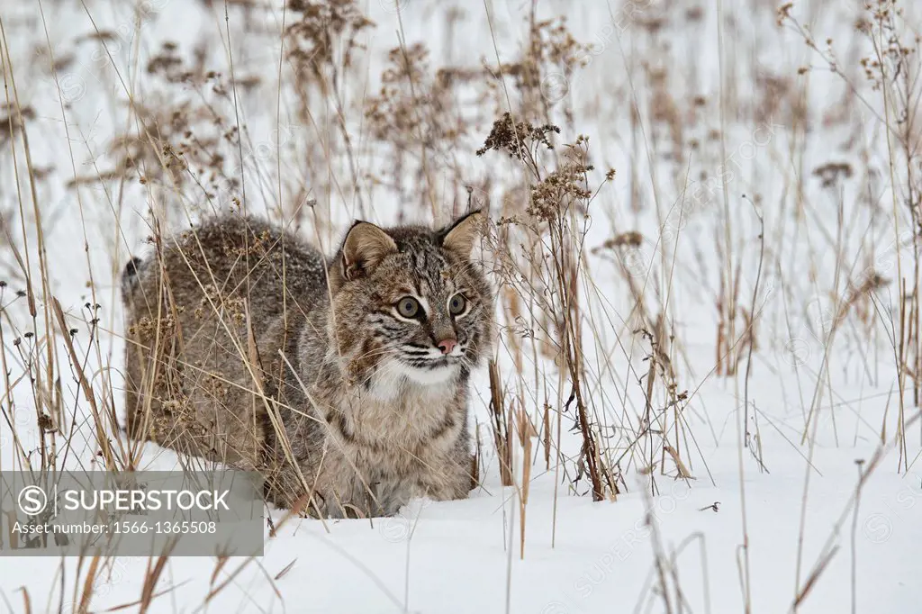 Young Bobcat Lynx Rufus in the snow, Minnesota, USA.