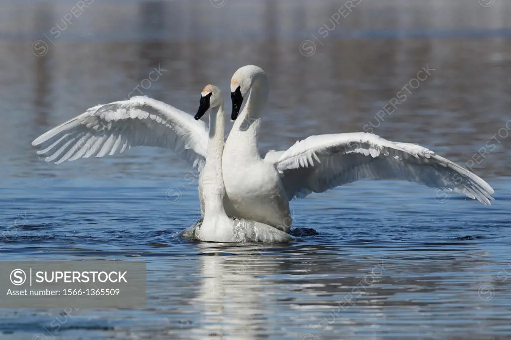 A pair of mating Trumpeter Swans (Cygnus buccinator).