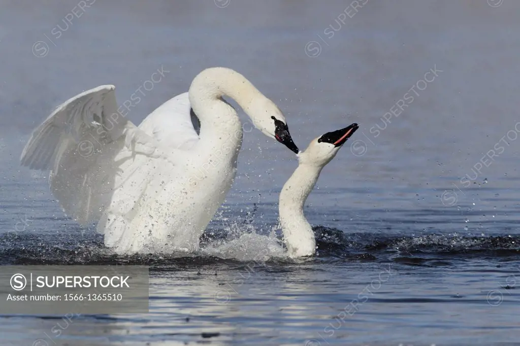 A pair of mating Trumpeter Swans (Cygnus buccinator), St. Croix River, Wisconsin.