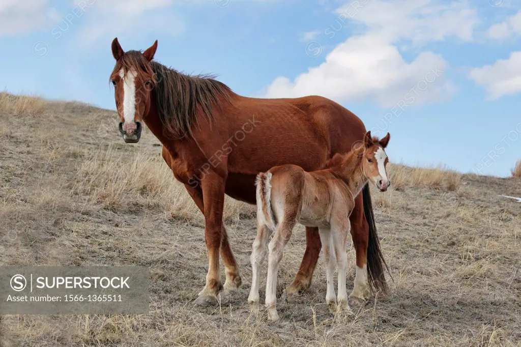 Feral (Wild) Horse, Theodore Roosevelt National Park, Mare with foal.