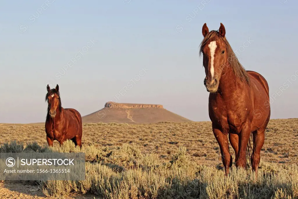 Feral (Wild) Horses with Pilot Butte, Rock Springs, Wyoming.