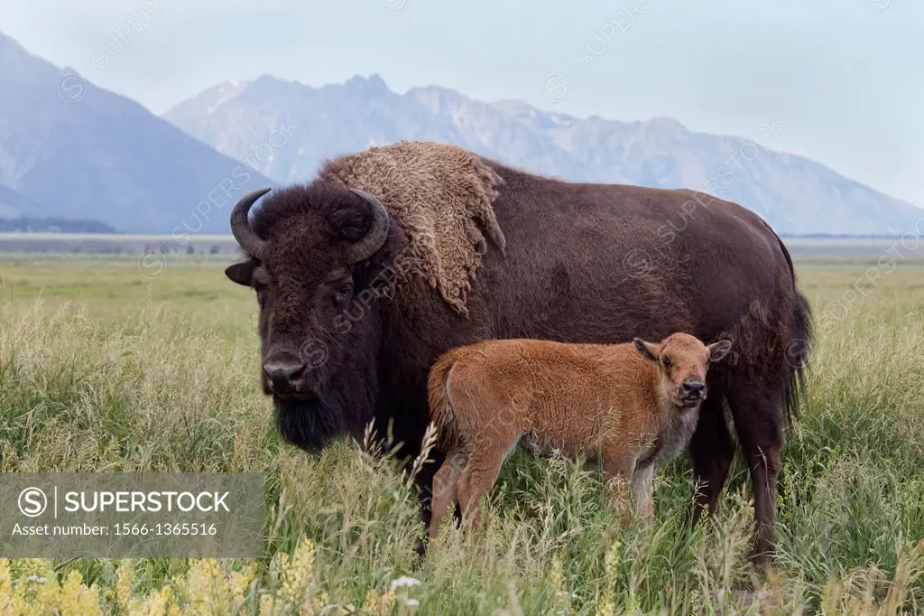 American Bison (Bison bison), Grand Teton National Park.