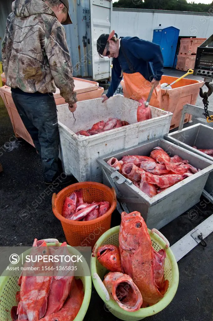 Workers on commercial dock e(mployed by fish buyer) sorting catch from commercial fishing boat, docked at Port Orford, Oregon USA.