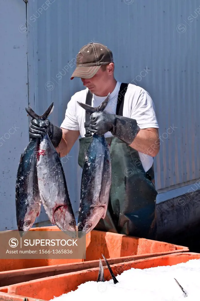 Worker at fish processing plant packing frozen tuna into tote with ice immediately after they are unloaded from fishing boat, Charleston, Oregon USA.