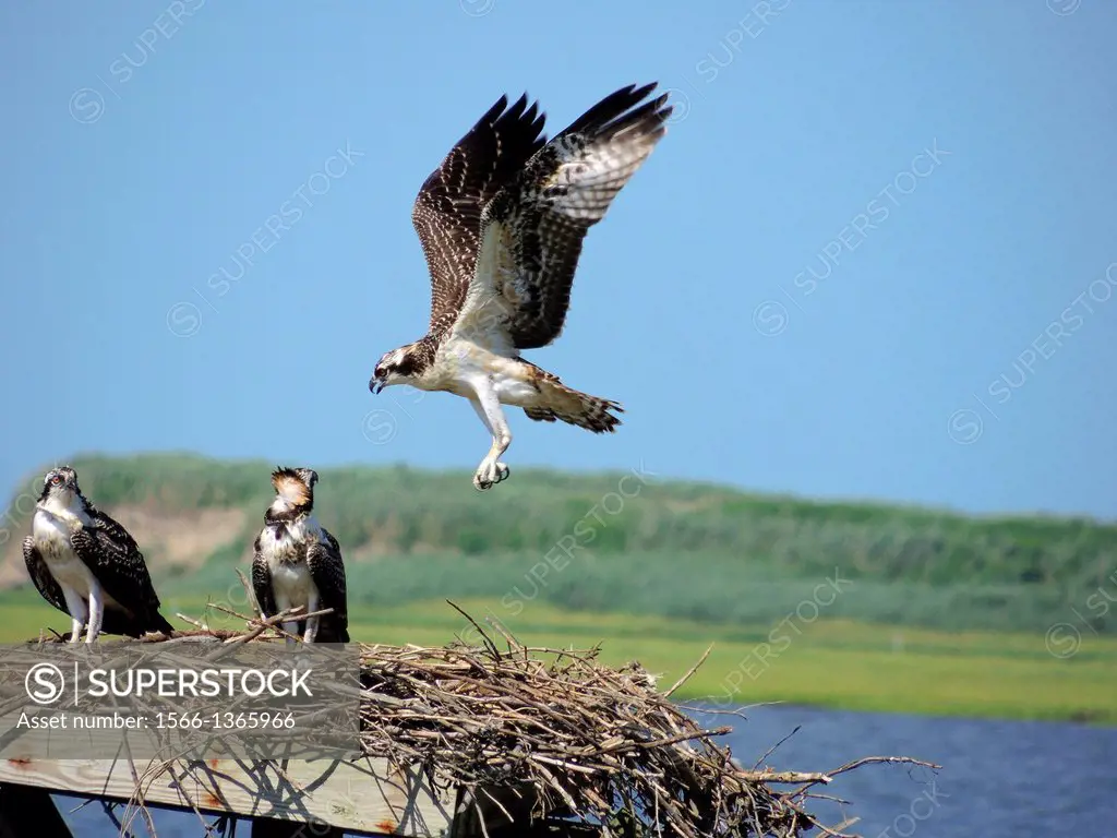 A young osprey, pandion haliaetus, practices landing on its nest, Pennsylvania, USA.