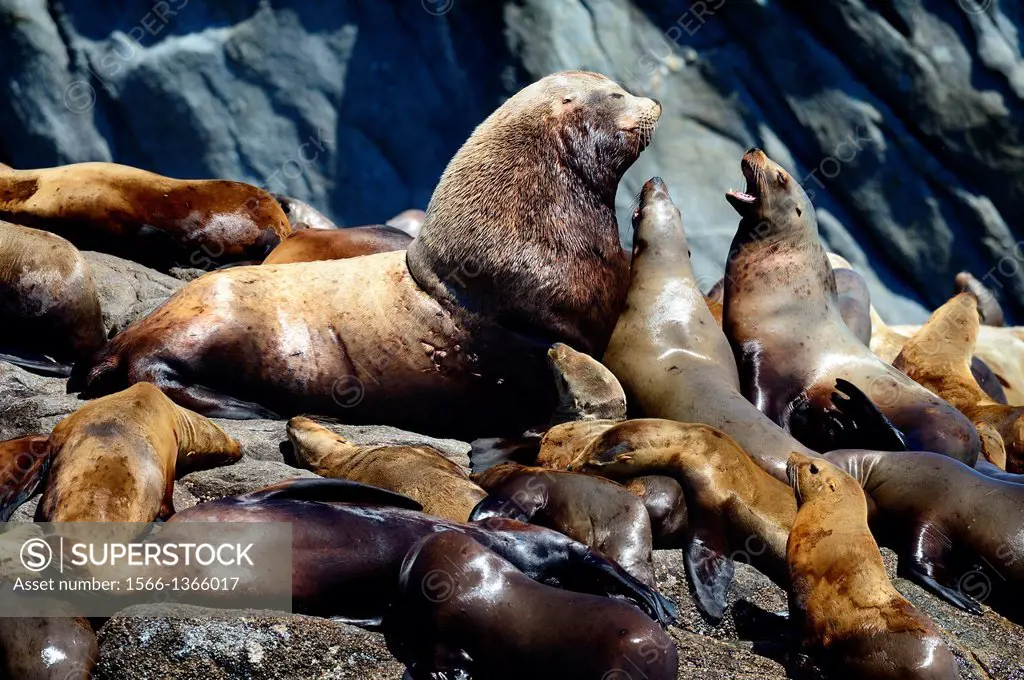 Steller (northern) sealion rookery (Eumetopias jubatus) with large bull among his harem and pups, on rock off-shore of Prince Rupert, Hecate Strait, J...