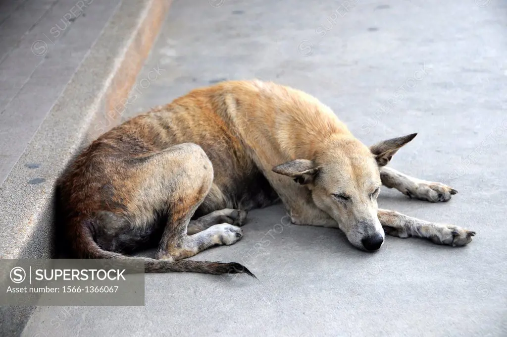 Sleeping dog on Koh Samui