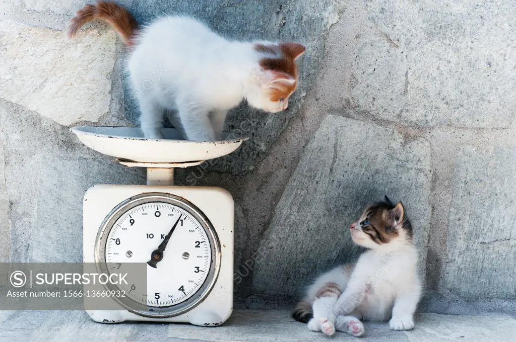 A kitten is standing on a kitchen scale. - SuperStock