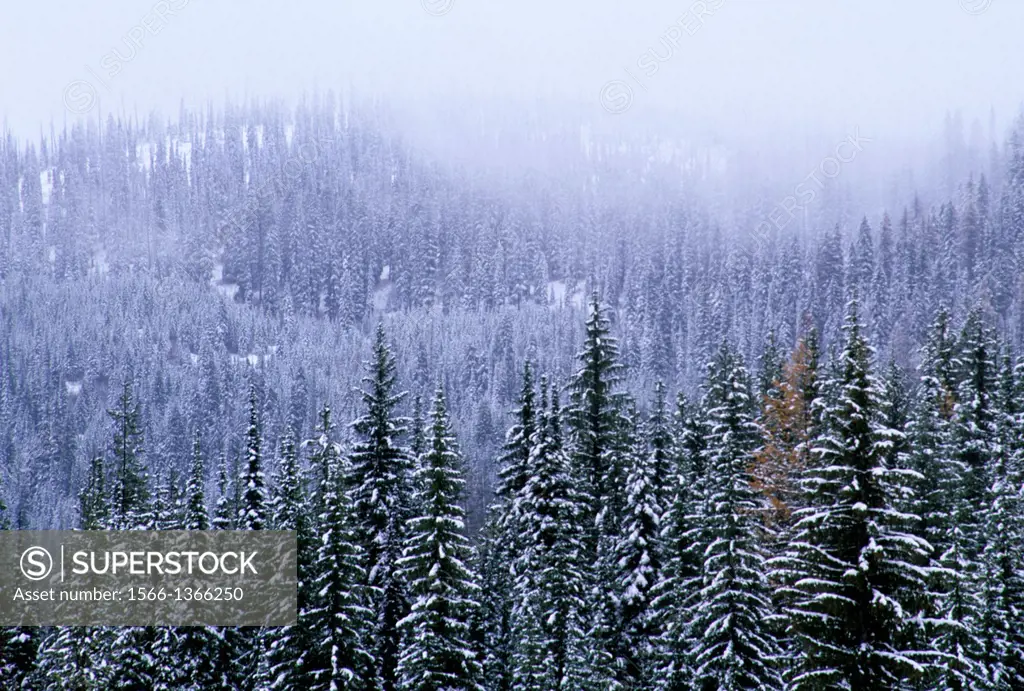 Forest in snow at Lolo Pass, Clearwater National Forest, Northwest Passage Scenic Byway, Idaho.