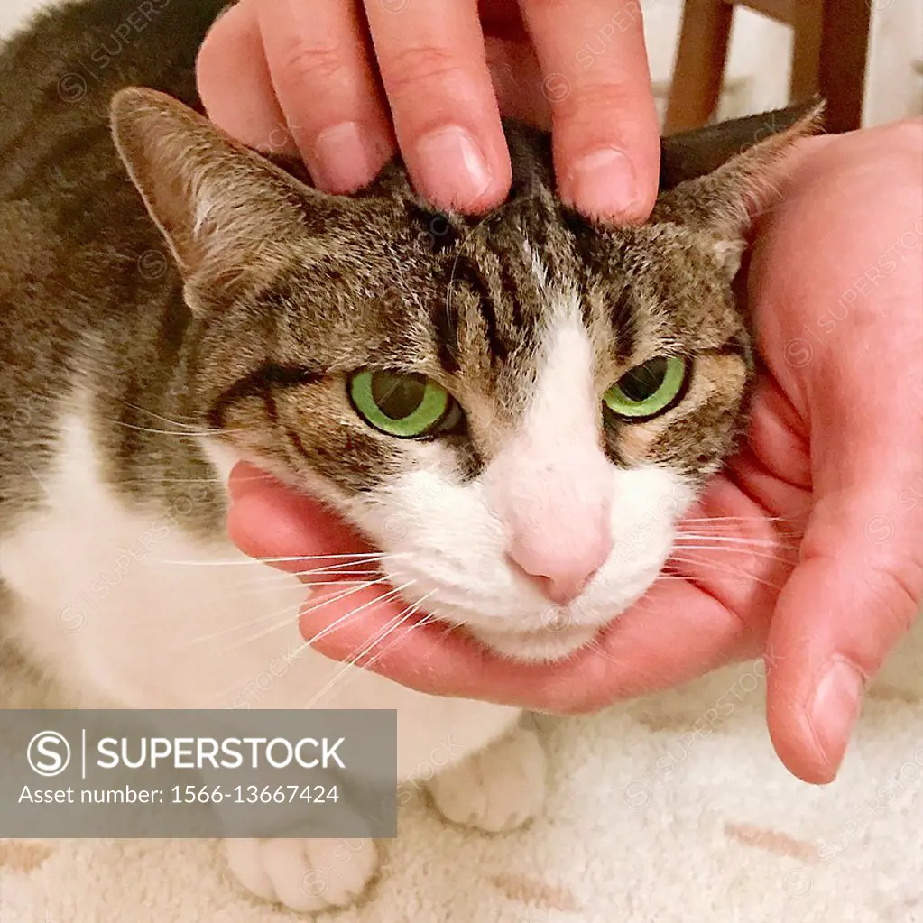 Man's hand holding cat's head. Close view.