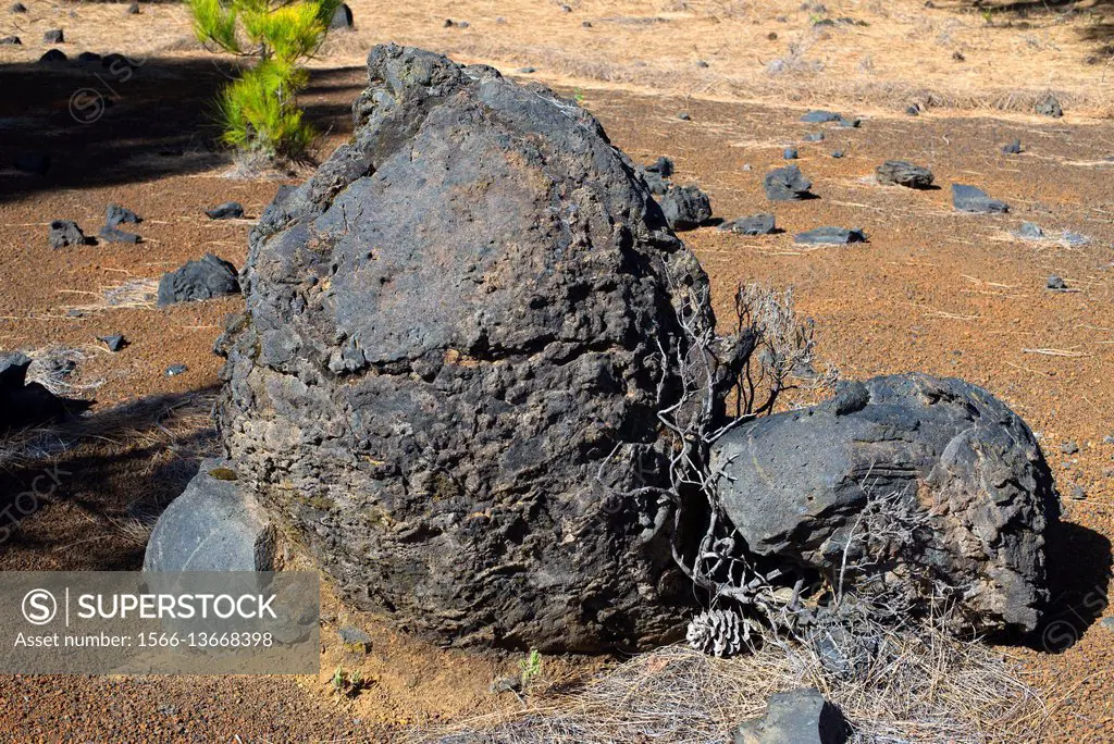 Volcanic bomb and lapilli in Cumbre Vieja, La Palma Island; Canary Islands, Spain.